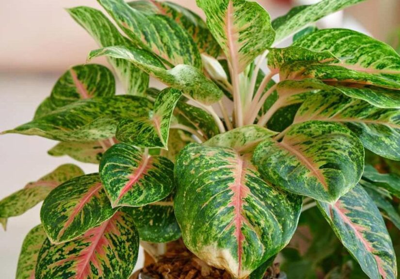 Aglaonema in casa: esposizione, irrigazione e cure per mantenerla sana