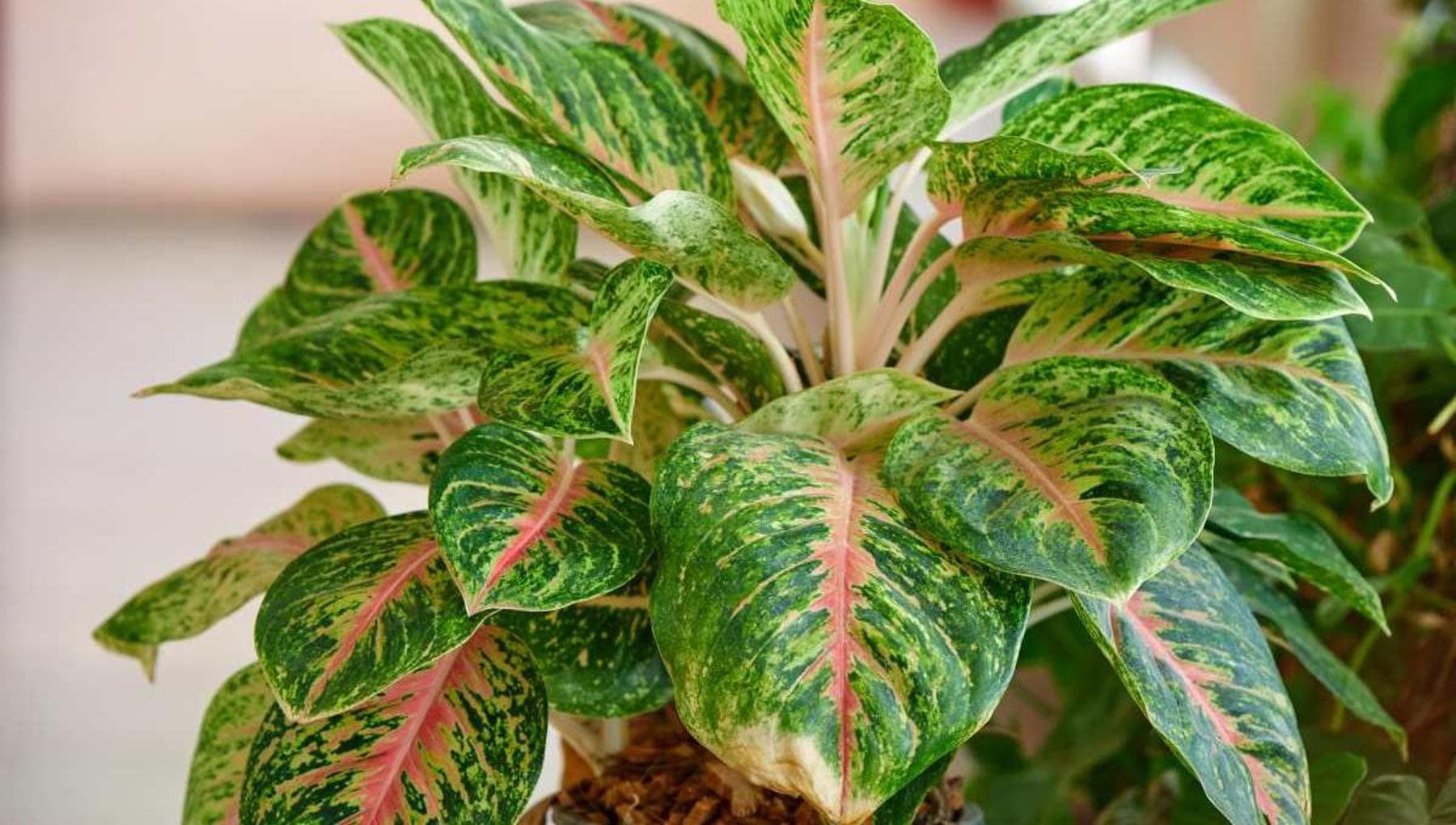 Aglaonema in casa: esposizione, irrigazione e cure per mantenerla sana