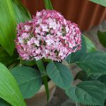 Ortensia Ruby Annabelle: coltivazione in vaso, potatura e consigli per una fioritura generosa