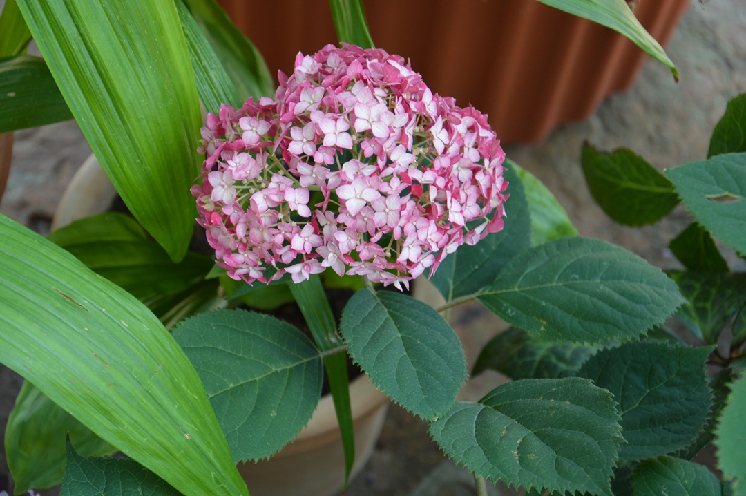 Ortensia Ruby Annabelle: coltivazione in vaso, potatura e consigli per una fioritura generosa