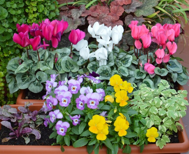 Piante fiorite d’autunno: idee per balconi e composizioni colorate