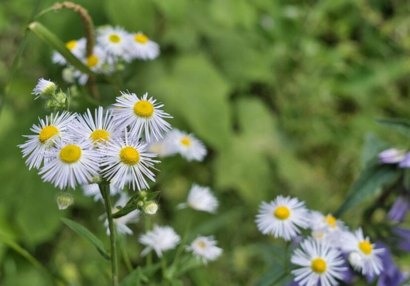 Piante invasive e città: il caldo urbano può favorire la resistenza alla siccità