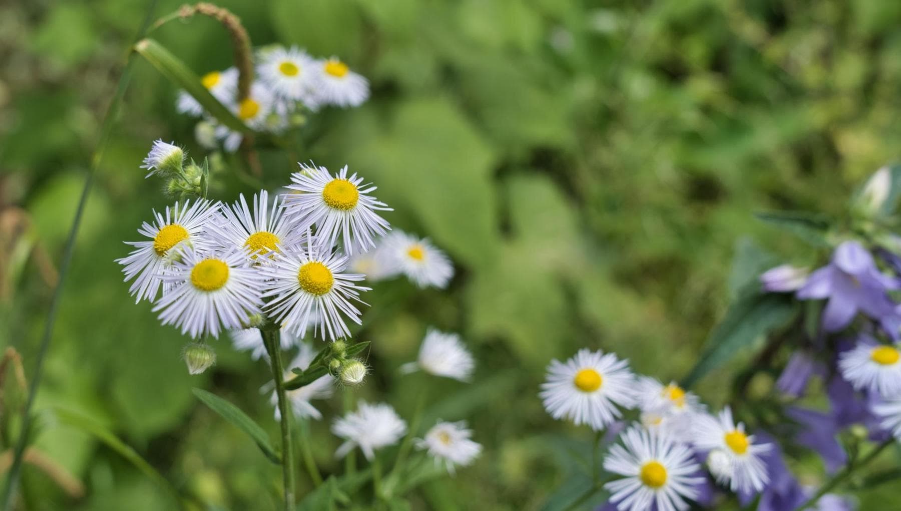 Piante invasive e città: il caldo urbano può favorire la resistenza alla siccità