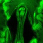 Stomata In-Sight: la tecnologia che osserva in tempo reale gli scambi gassosi delle foglie