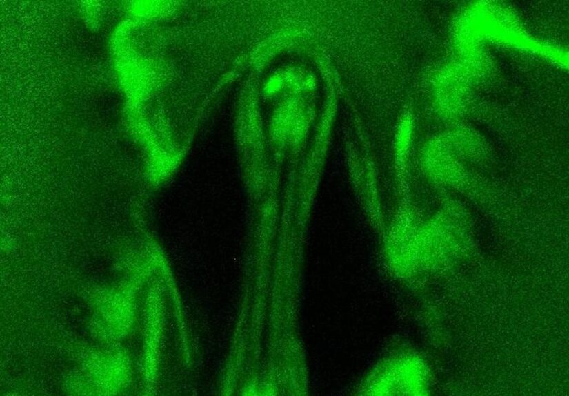 Stomata In-Sight: la tecnologia che osserva in tempo reale gli scambi gassosi delle foglie