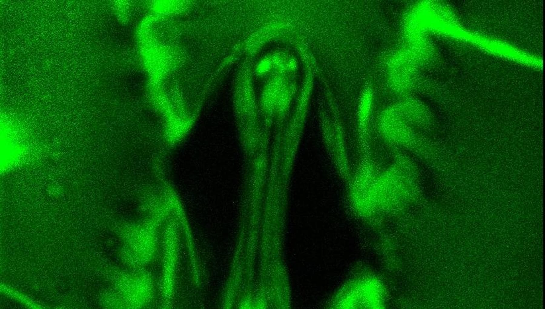 Stomata In-Sight: la tecnologia che osserva in tempo reale gli scambi gassosi delle foglie