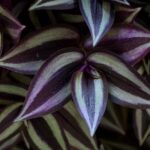Tradescantia zebrina: guida completa a luce, annaffiatura e propagazione