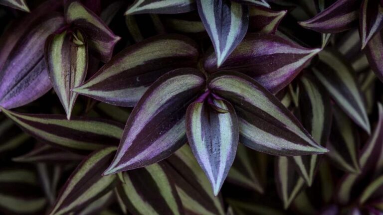 Tradescantia zebrina: guida completa a luce, annaffiatura e propagazione