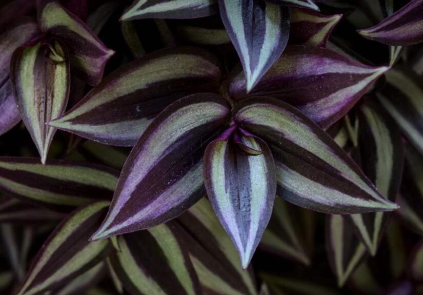 Tradescantia zebrina: guida completa a luce, annaffiatura e propagazione