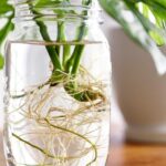 Zenzero in acqua: come farlo germogliare e curarlo in casa