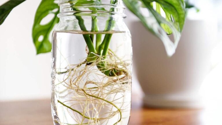 Zenzero in acqua: come farlo germogliare e curarlo in casa