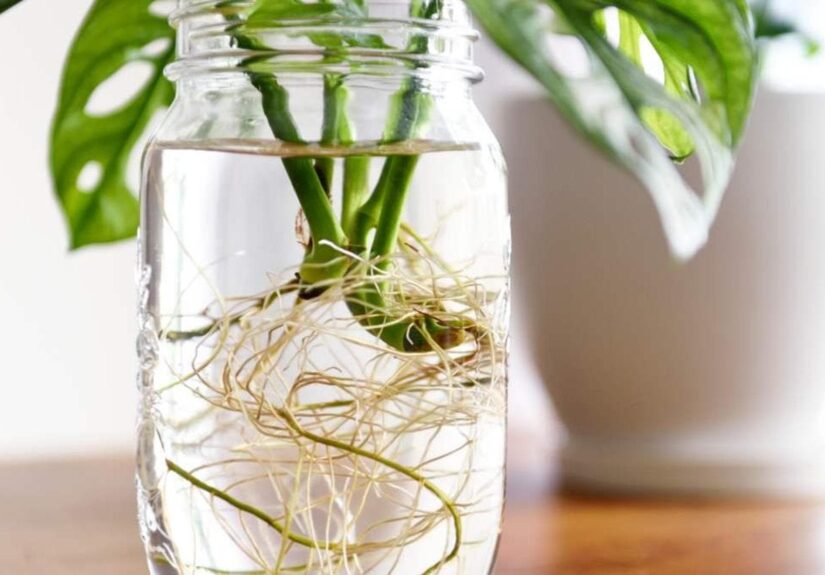 Zenzero in acqua: come farlo germogliare e curarlo in casa
